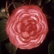 Duc de Bretagne